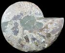 Cut Ammonite Fossil (Half) - Agatized #49904-1